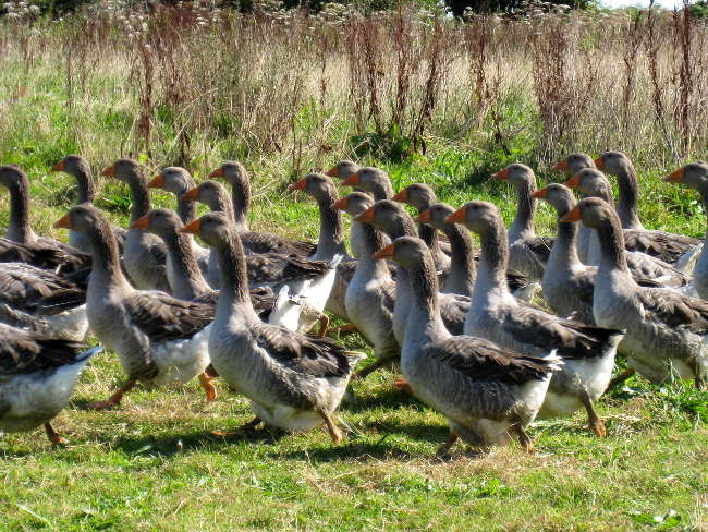 Pré Le Terme, canards destinés à la production de foie gras, au Buisson de Cadouin